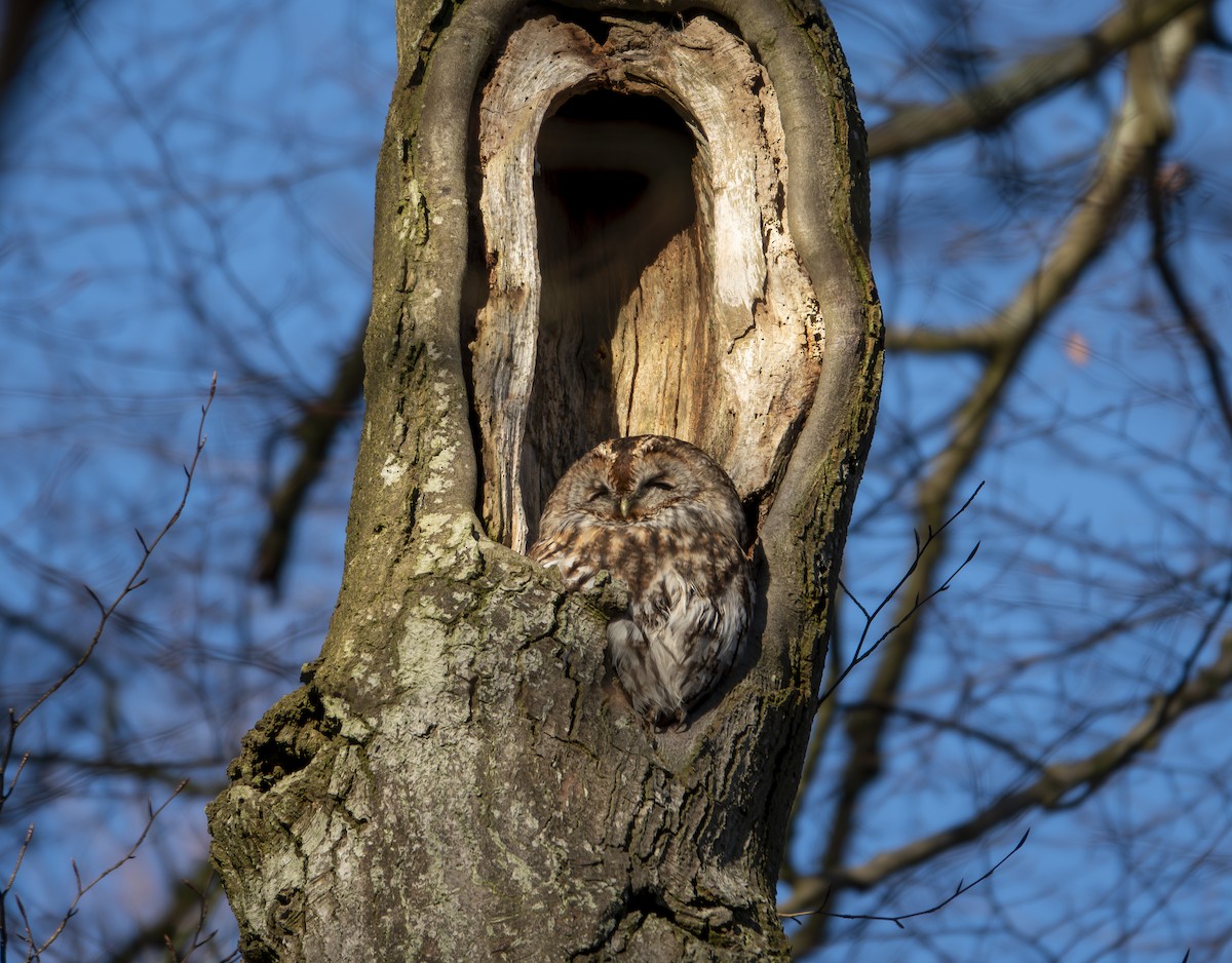 Tawny Owl - ML613823518