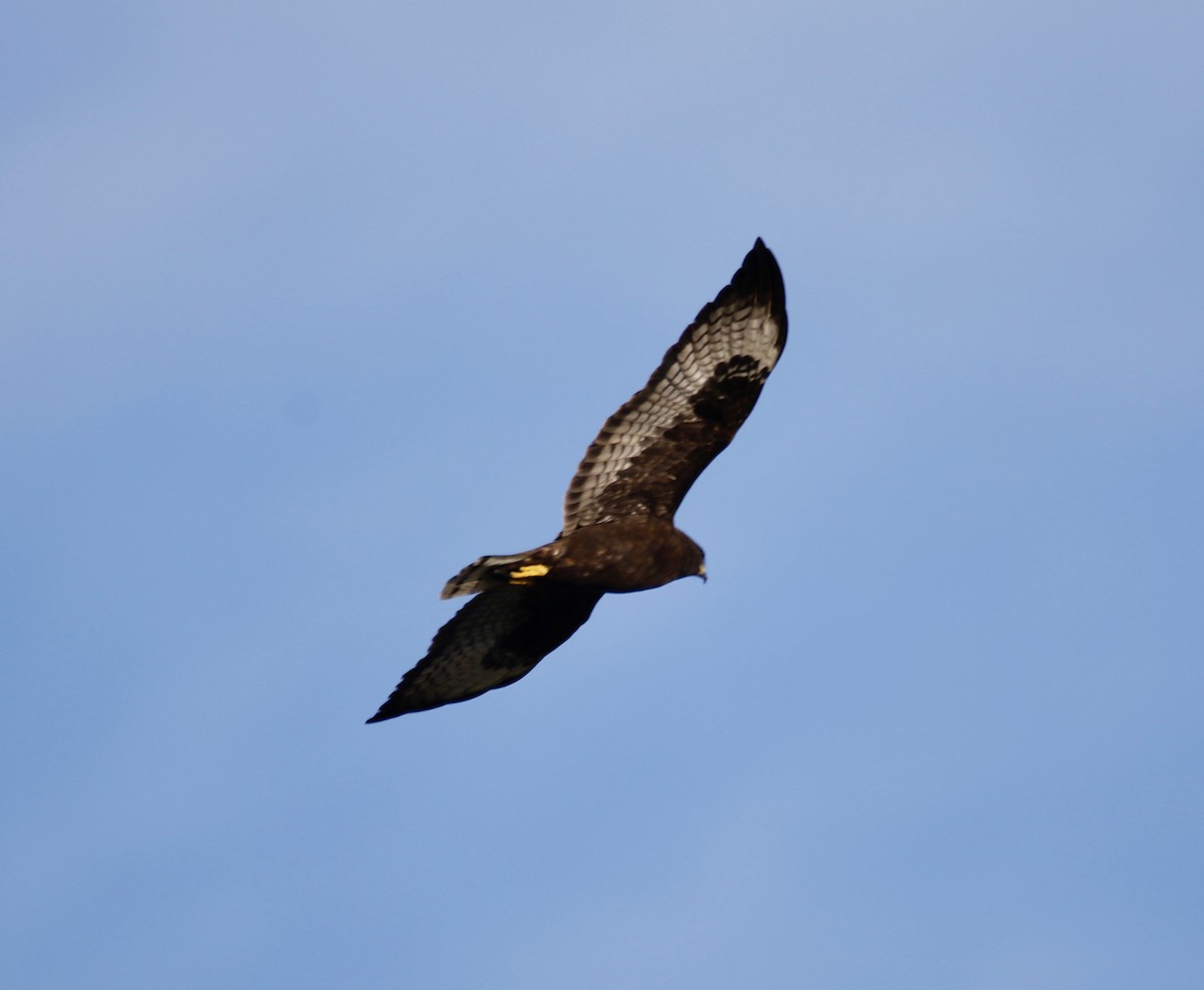 Short-tailed Hawk - ML613823628