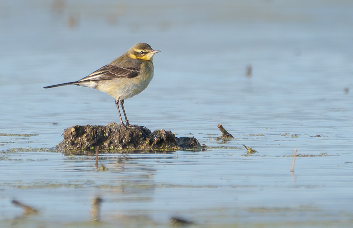 Eastern Yellow Wagtail - Marcel Gil Velasco