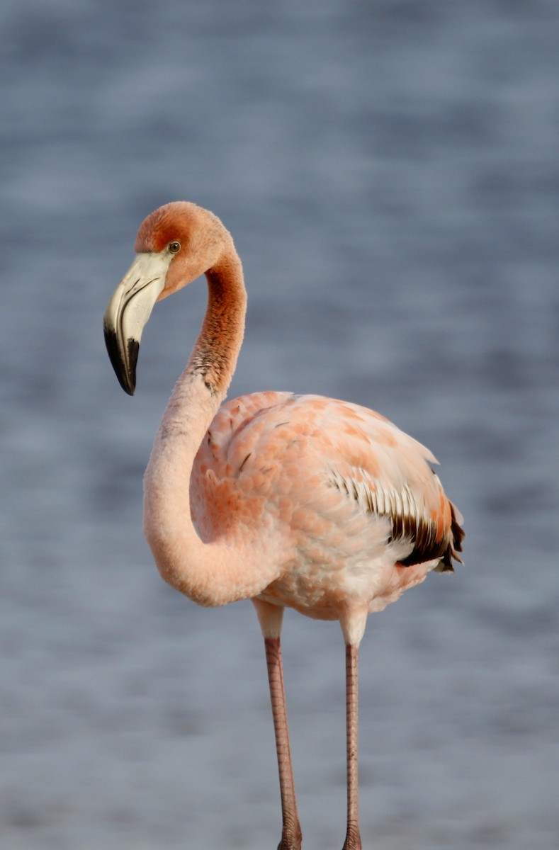 American Flamingo - ML613823729
