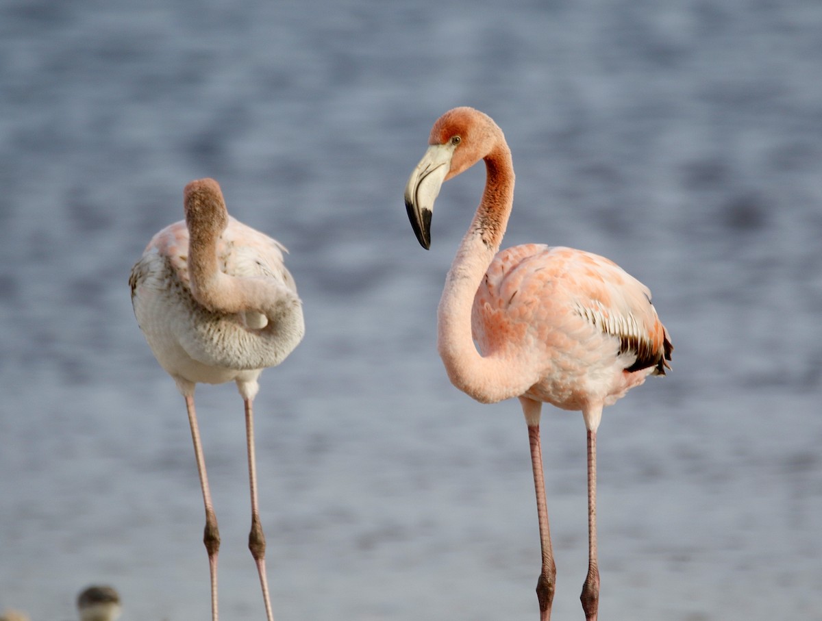 American Flamingo - ML613823730