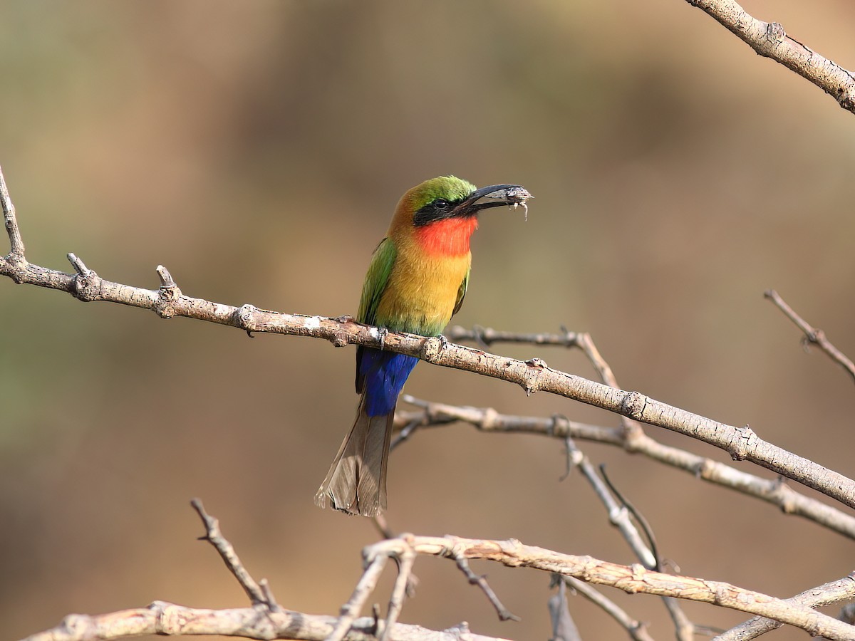 Red-throated Bee-eater - ML613823938