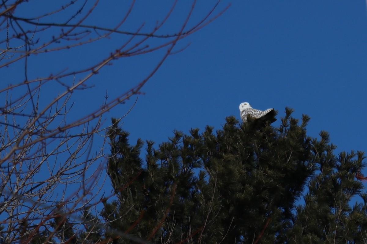 EBird Checklist 21 Jan 2024 Old Front Road 5 Species   1200