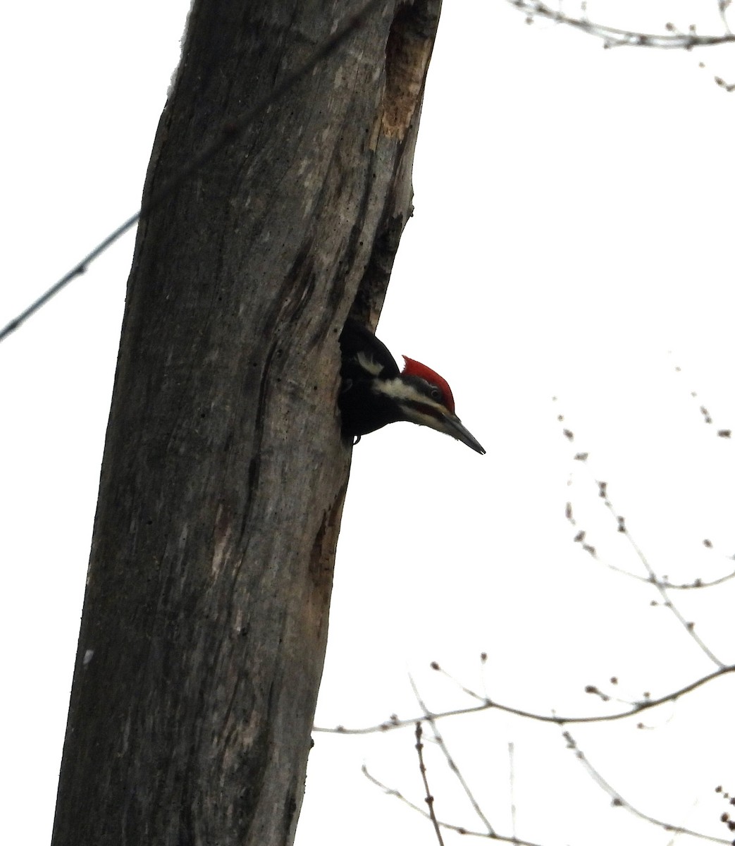 Pileated Woodpecker - ML613824169