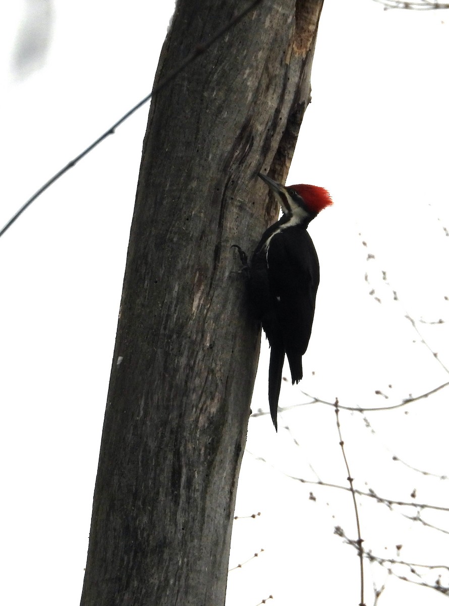 Pileated Woodpecker - ML613824170