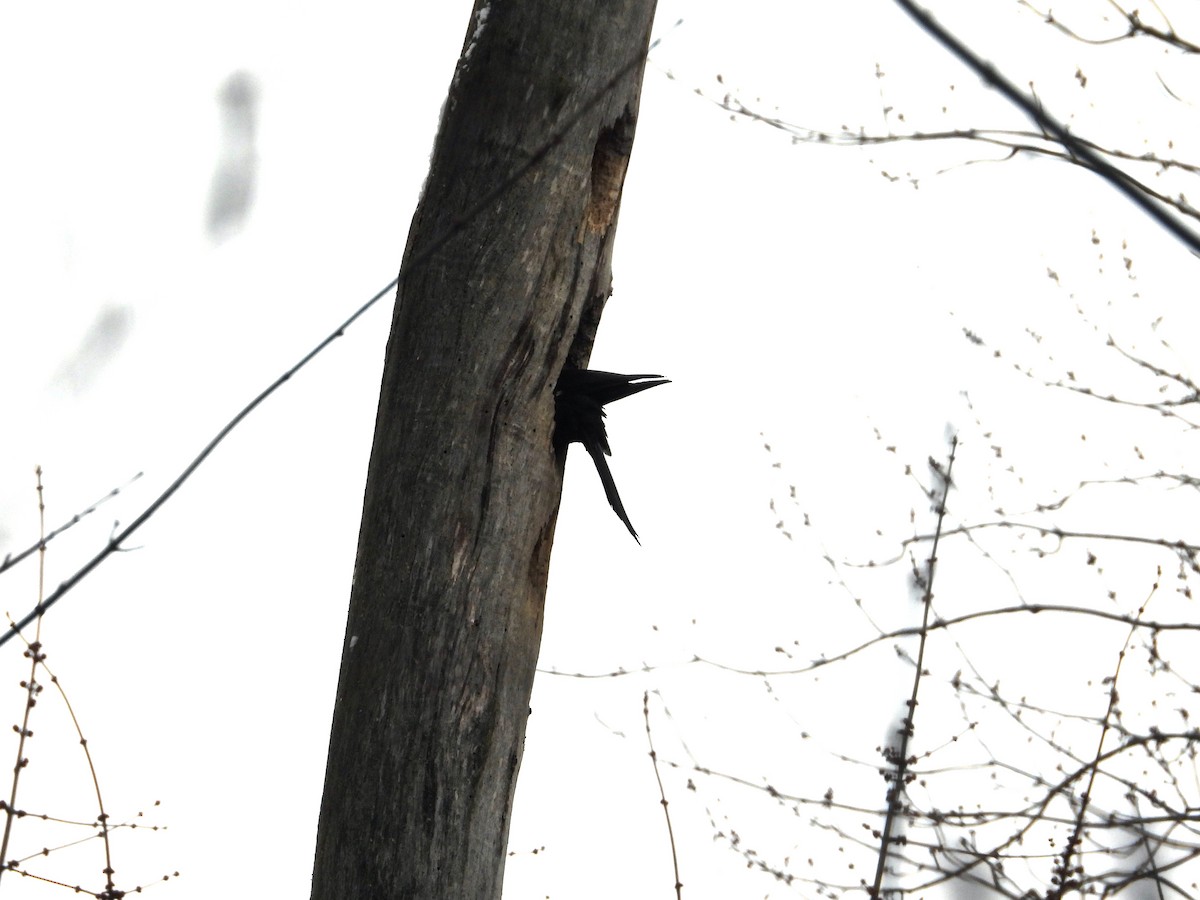 Pileated Woodpecker - ML613824172