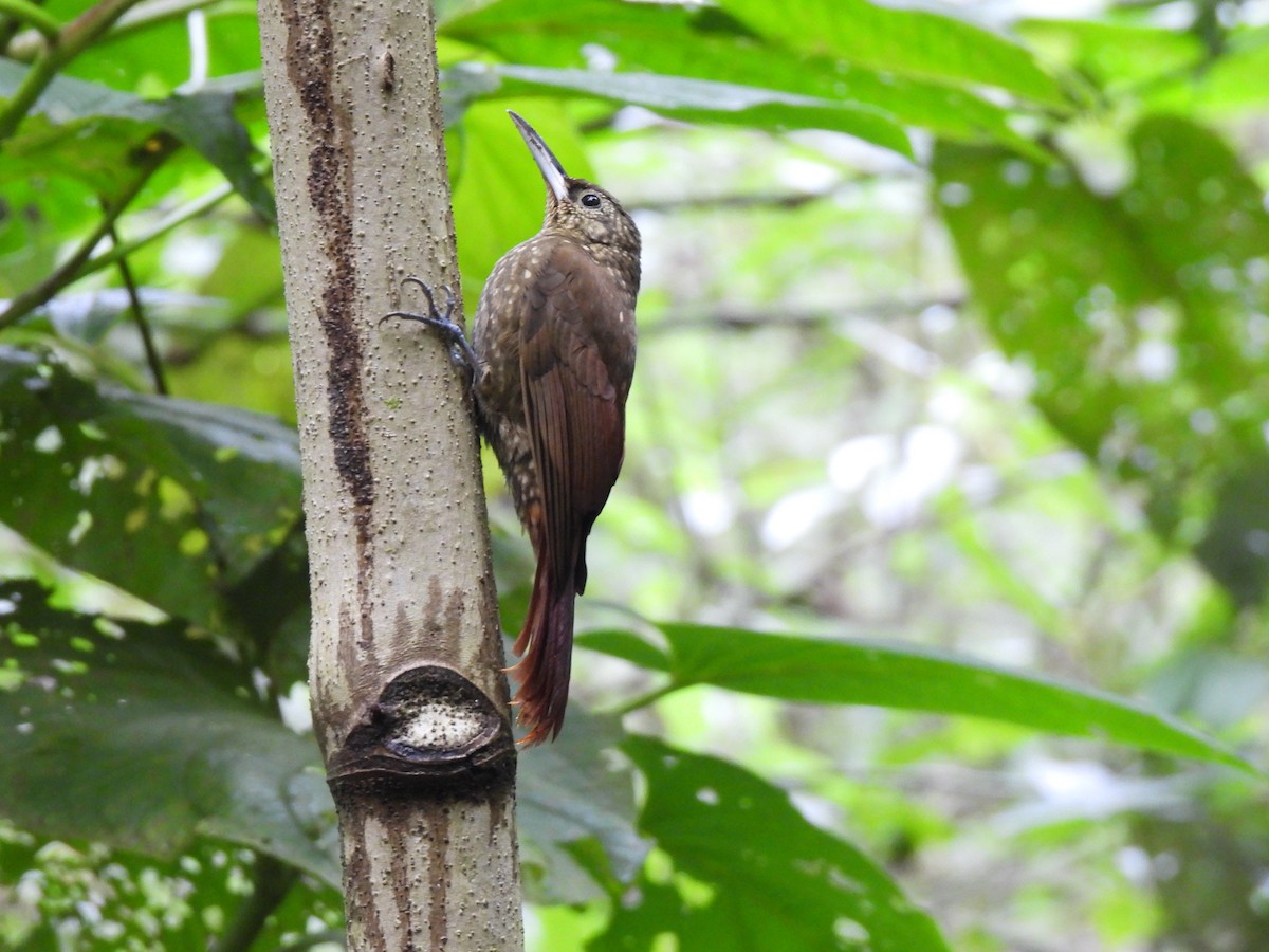 Spotted Woodcreeper - M. A. Noack