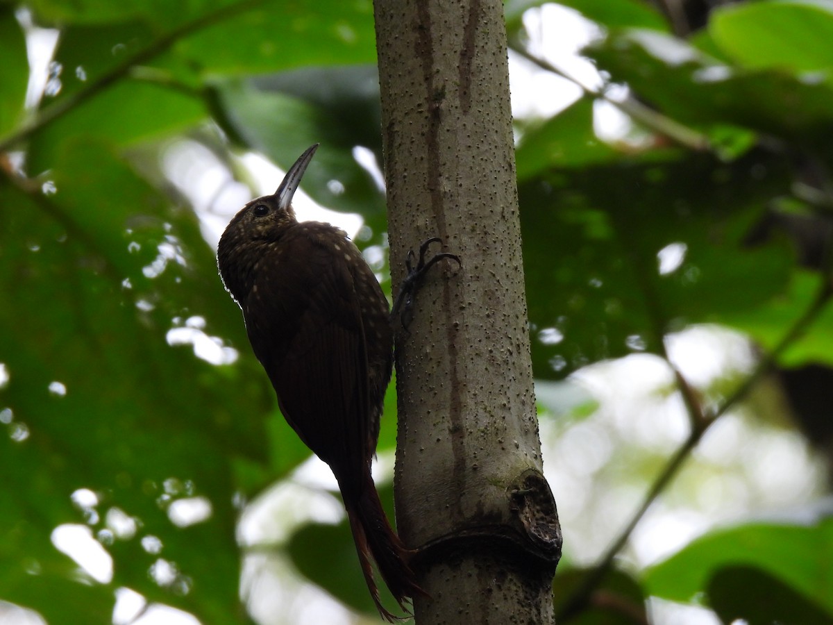 Spotted Woodcreeper - M. A. Noack