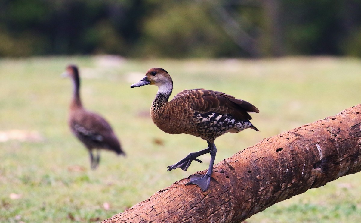 West Indian Whistling-Duck - ML613824471
