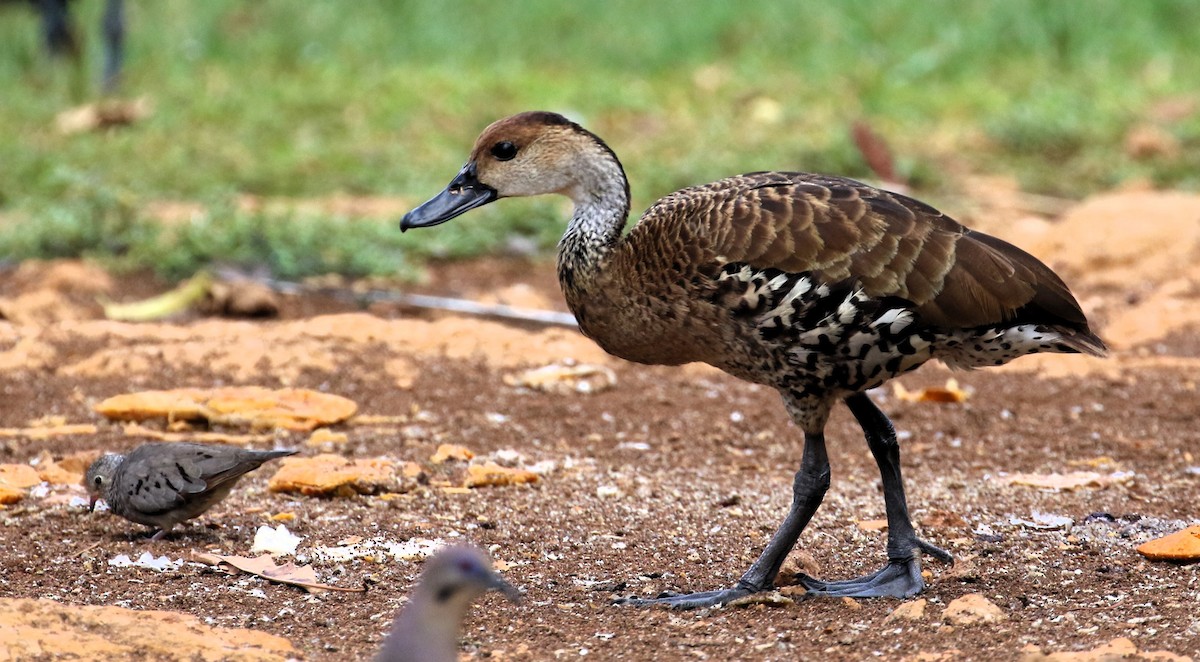 West Indian Whistling-Duck - ML613824473