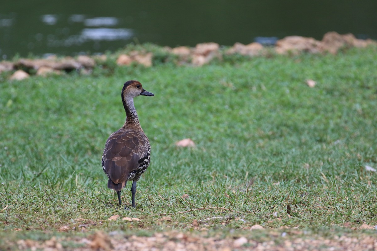 West Indian Whistling-Duck - ML613824924