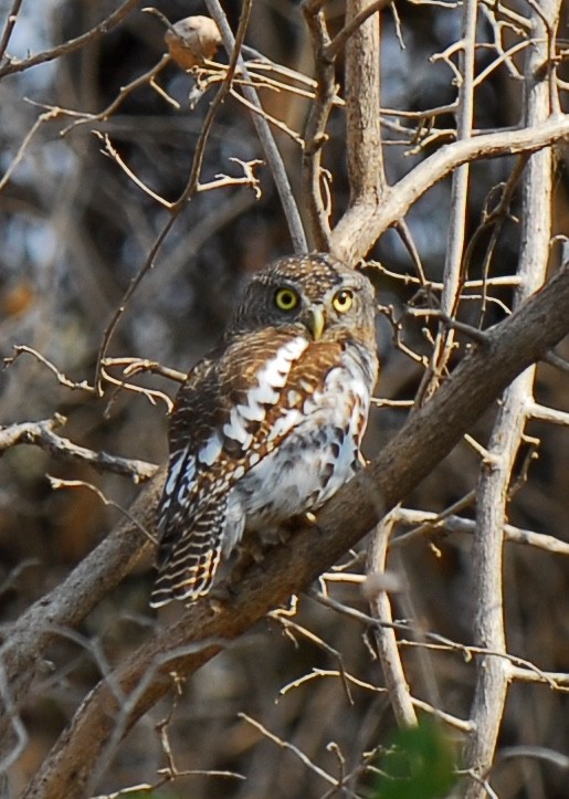African Barred Owlet - ML613824966