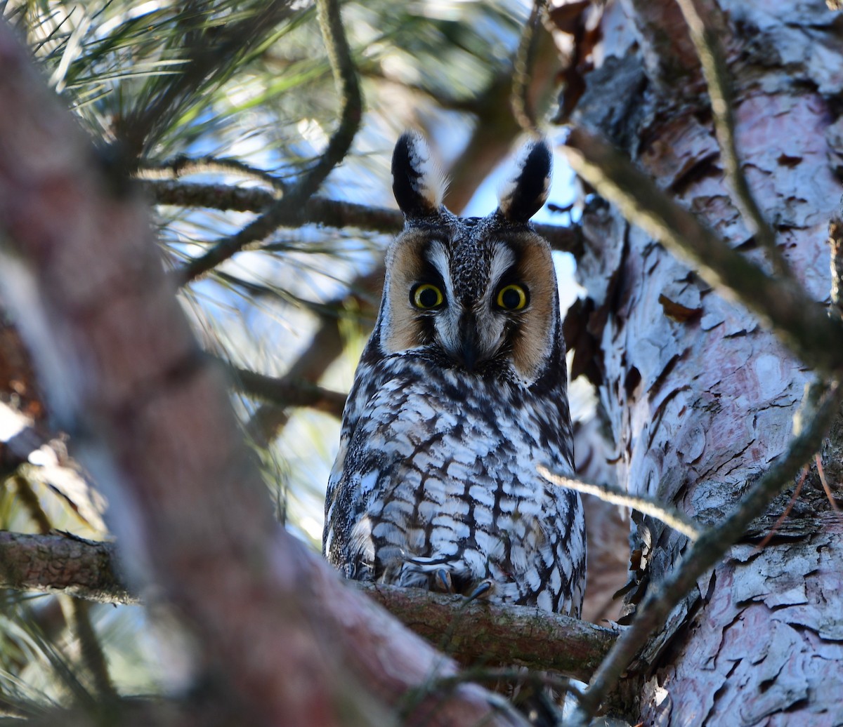 eBird Canada Checklist - 21 Jan 2024 - Kingston--Lemoine Point CA - 2 ...