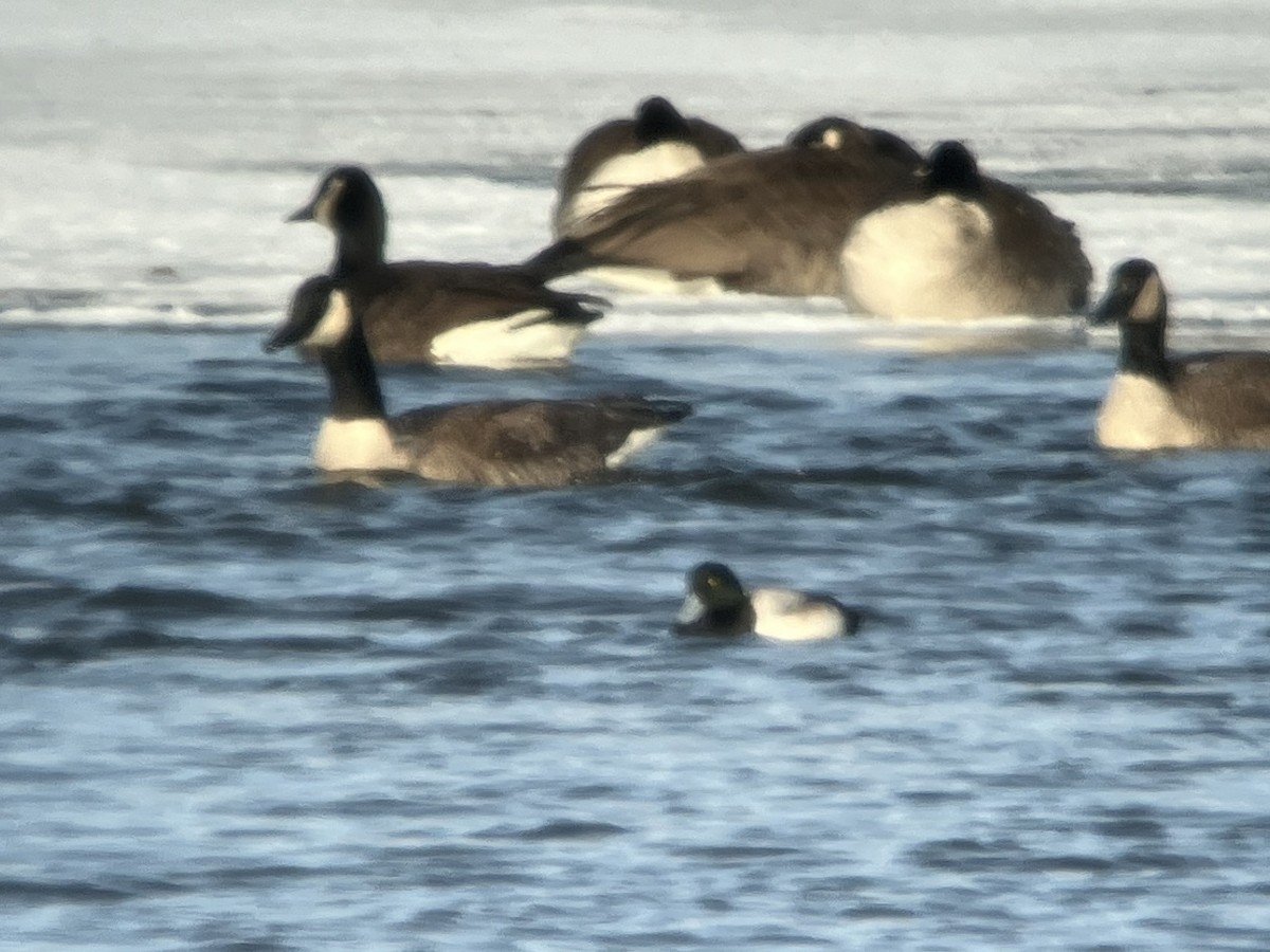 Greater Scaup - ML613825119