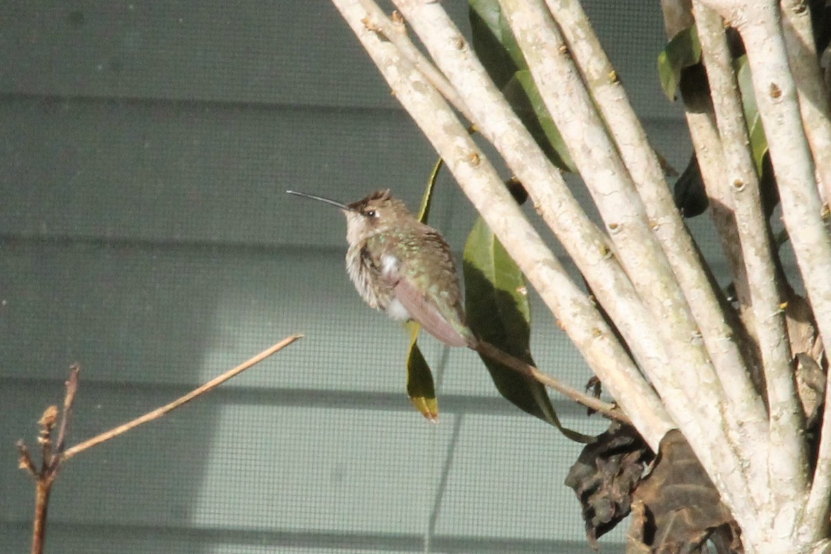 Black-chinned Hummingbird - ML613825330