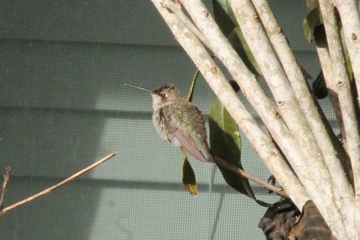 Black-chinned Hummingbird - Brian Kozak
