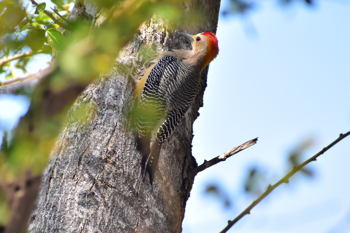 Golden-fronted Woodpecker - ML613825356