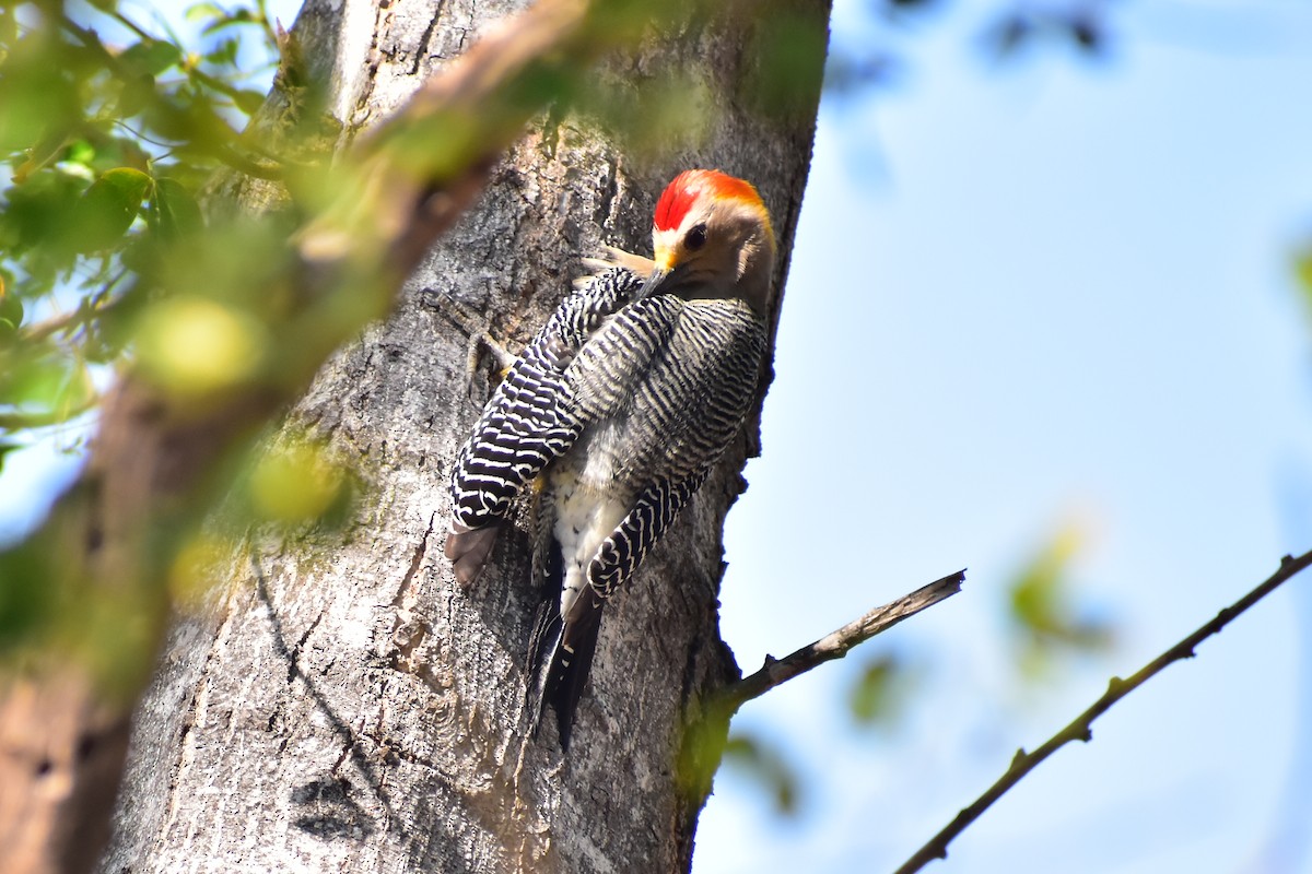 Golden-fronted Woodpecker - ML613825357