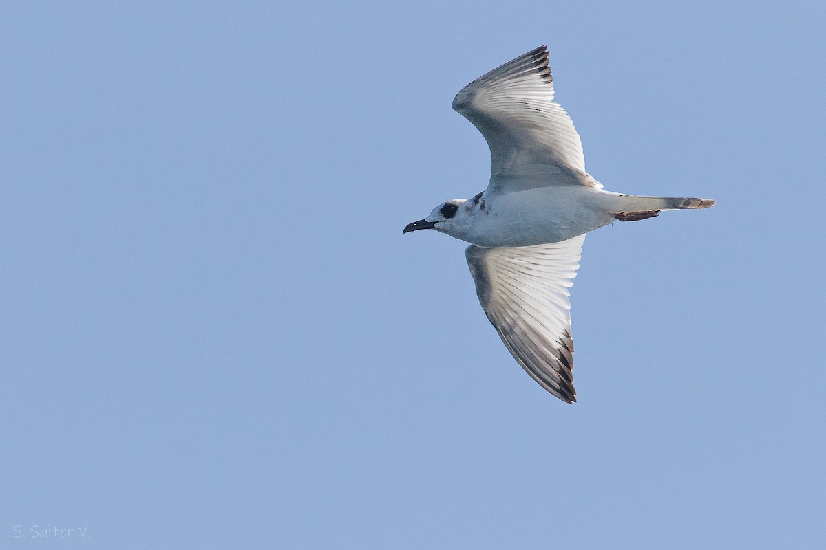 Swallow-tailed Gull - ML613825404