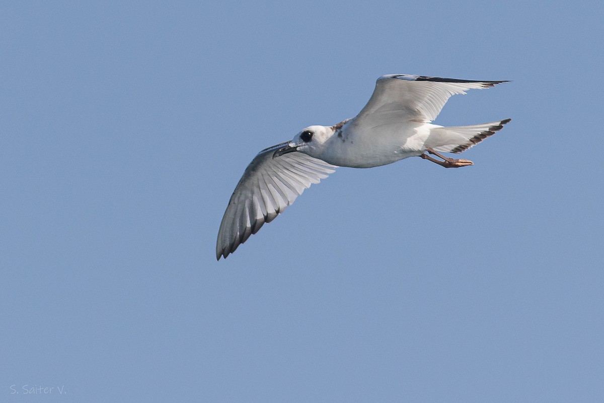 Swallow-tailed Gull - ML613825405