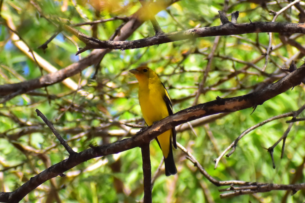 Western Tanager - ML613825412