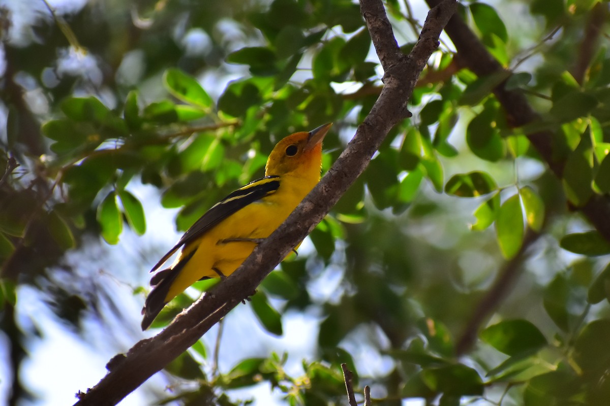 Western Tanager - ML613825415