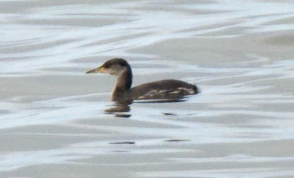 Red-necked Grebe - ML613825423