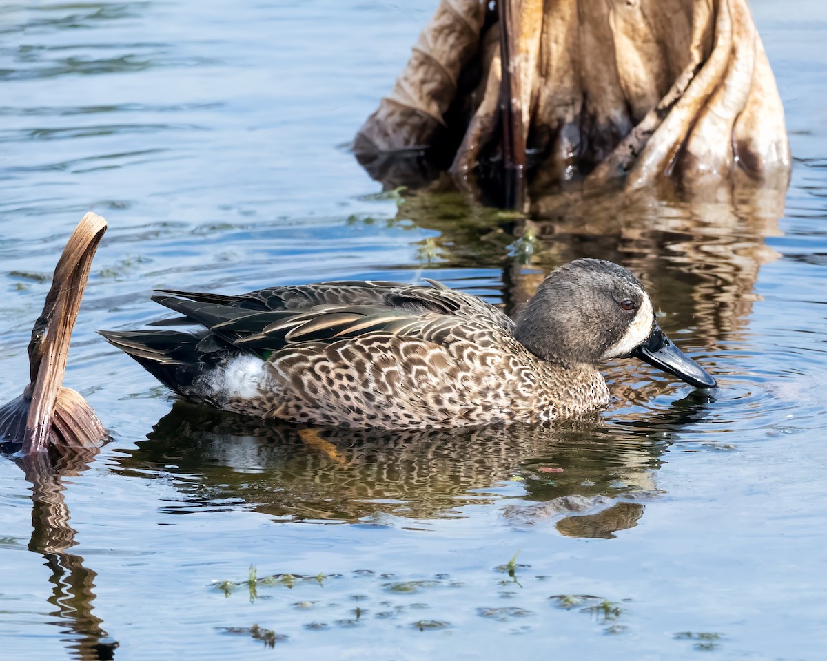 Blue-winged Teal - ML613825460