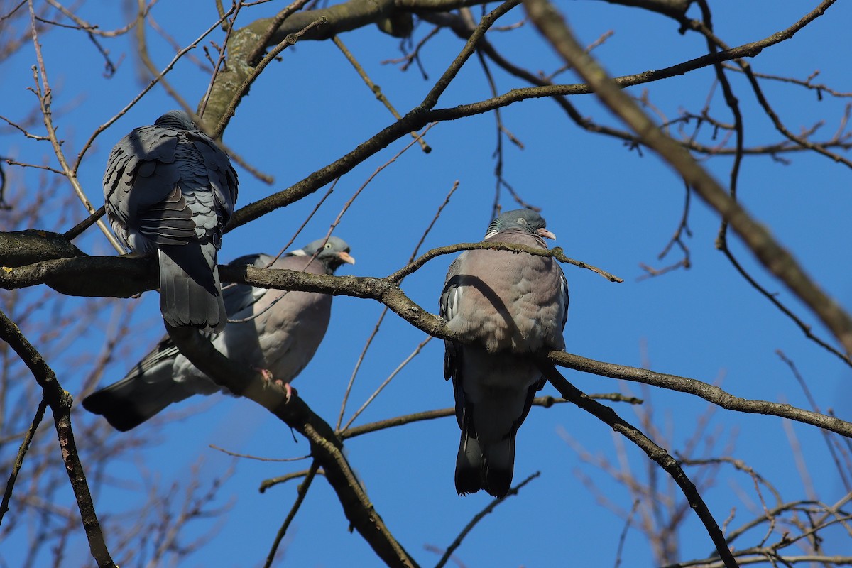 Common Wood-Pigeon - ML613825811