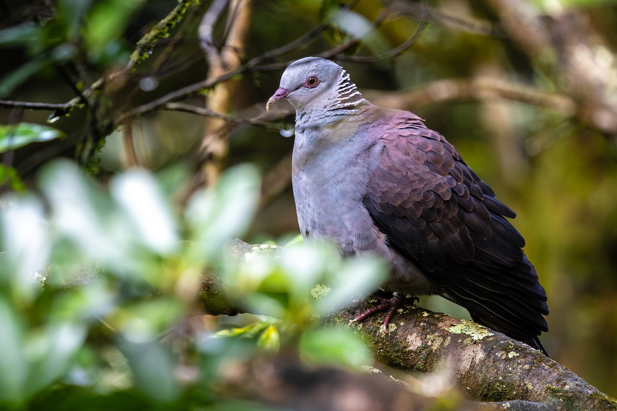 Nilgiri Wood-Pigeon - ML613825816