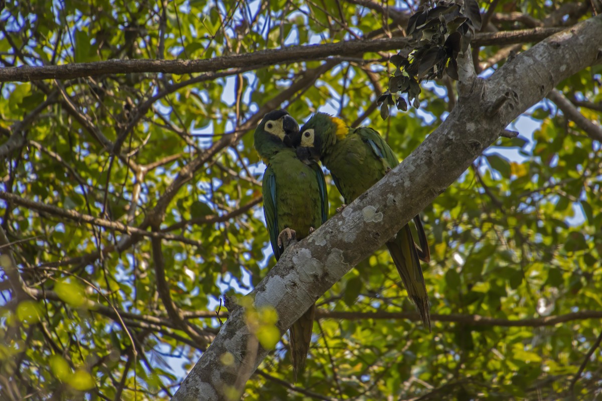 Yellow-collared Macaw - ML613825922