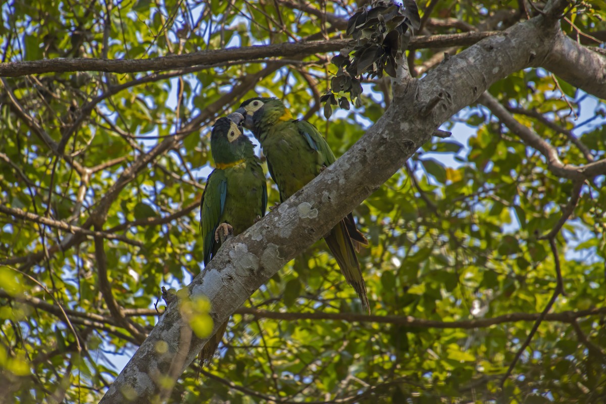 Yellow-collared Macaw - ML613825923