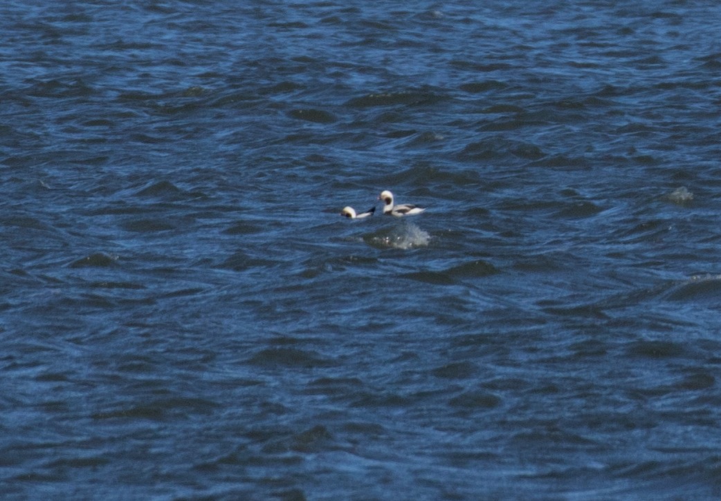 Long-tailed Duck - ML613826152