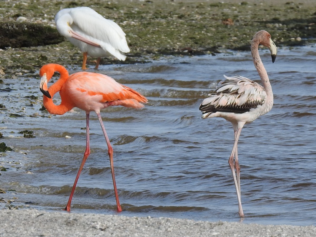 eBird Checklist 21 Jan 2024 Skimmer Island 11 species