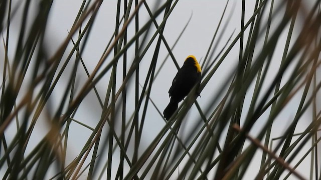 Yellow-hooded Blackbird - ML613826823