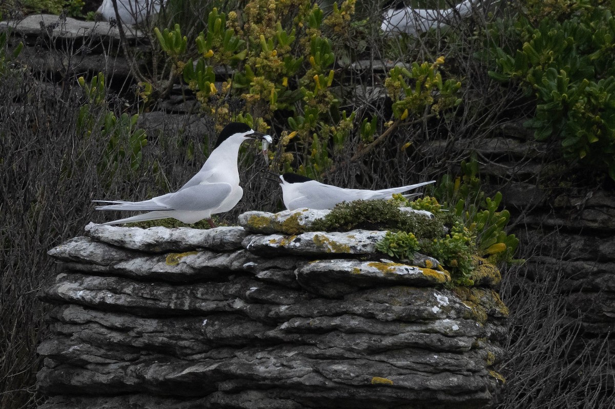 White-fronted Tern - ML613826995