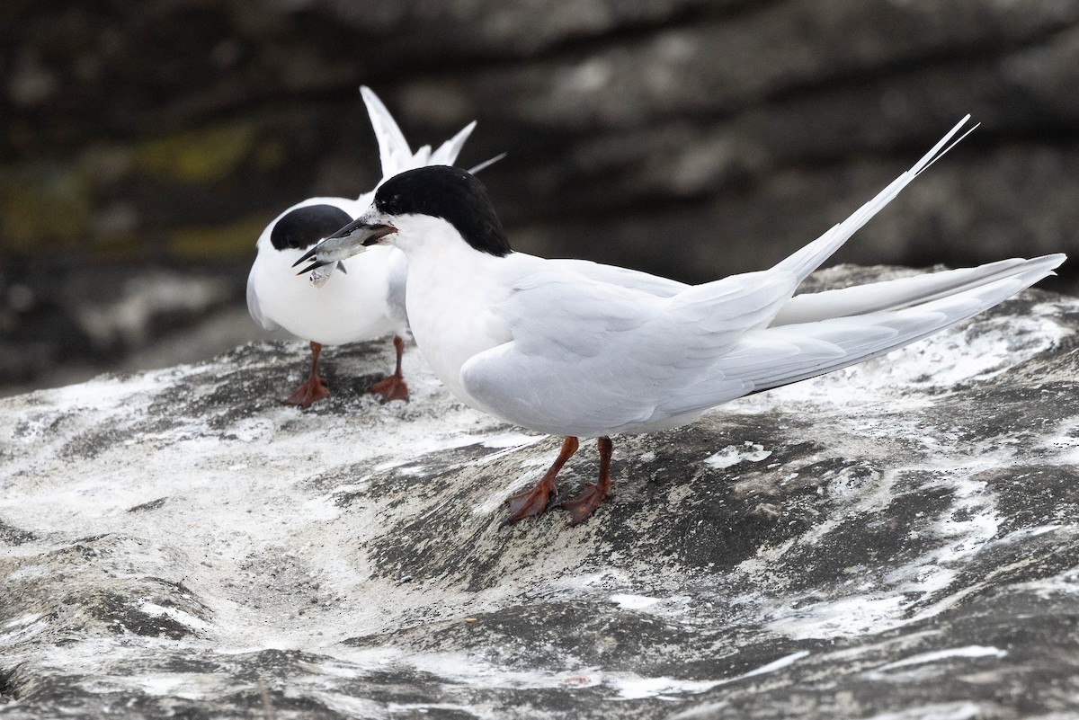 White-fronted Tern - ML613827000