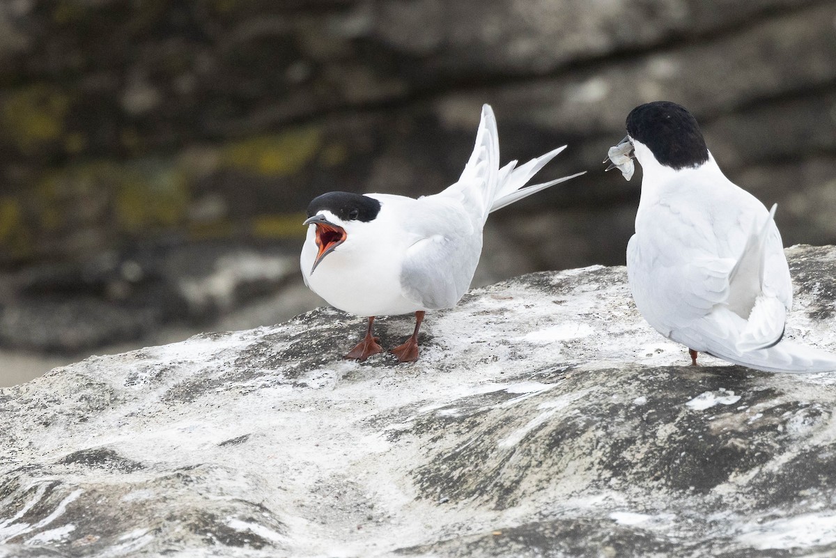 White-fronted Tern - ML613827001