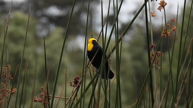Yellow-hooded Blackbird - ML613827033
