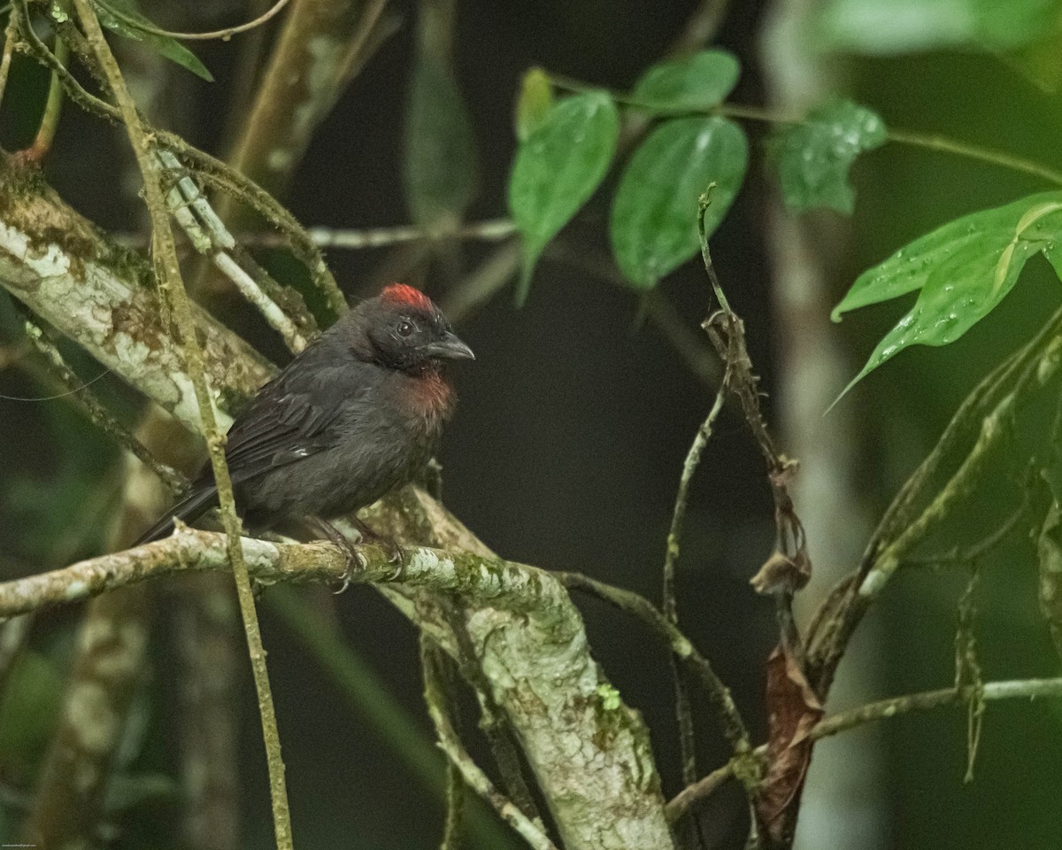 Sooty Ant-Tanager - ML613827473