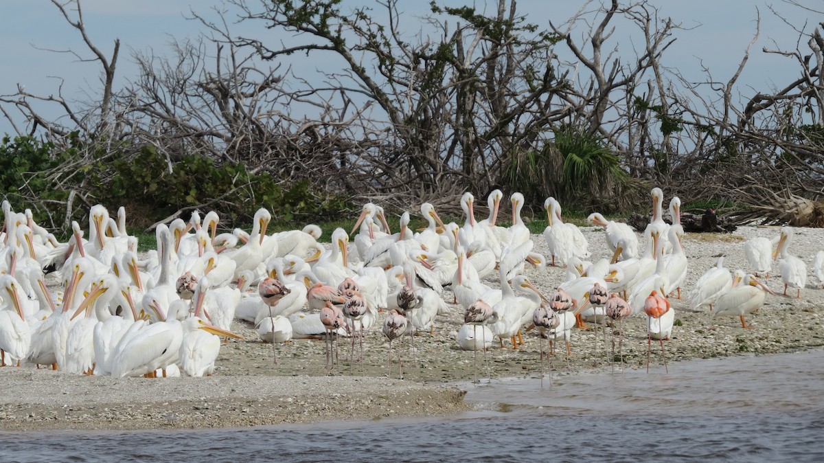 eBird Checklist 21 Jan 2024 Skimmer Island 10 species