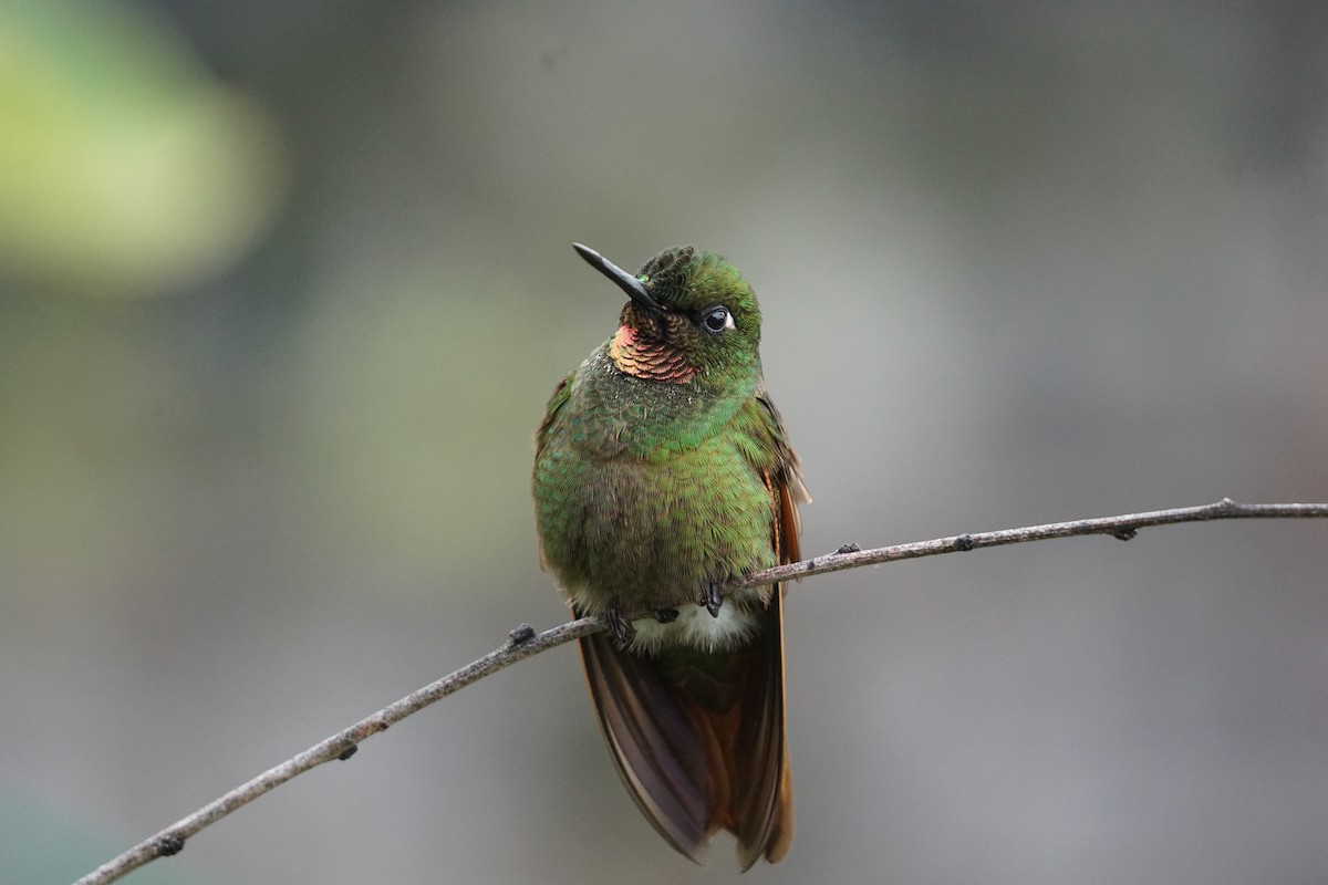 kolibřík brazilský - ML613827796