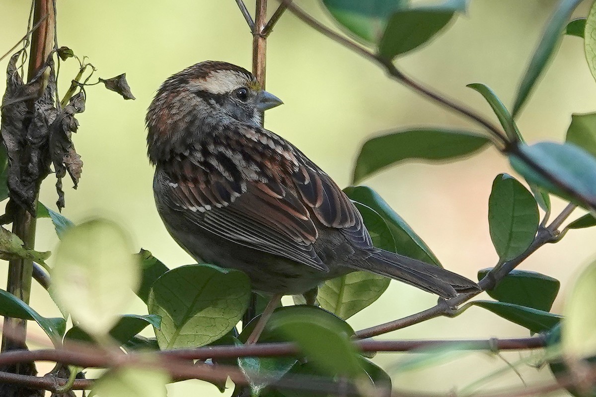 White-throated Sparrow - Jane Mann