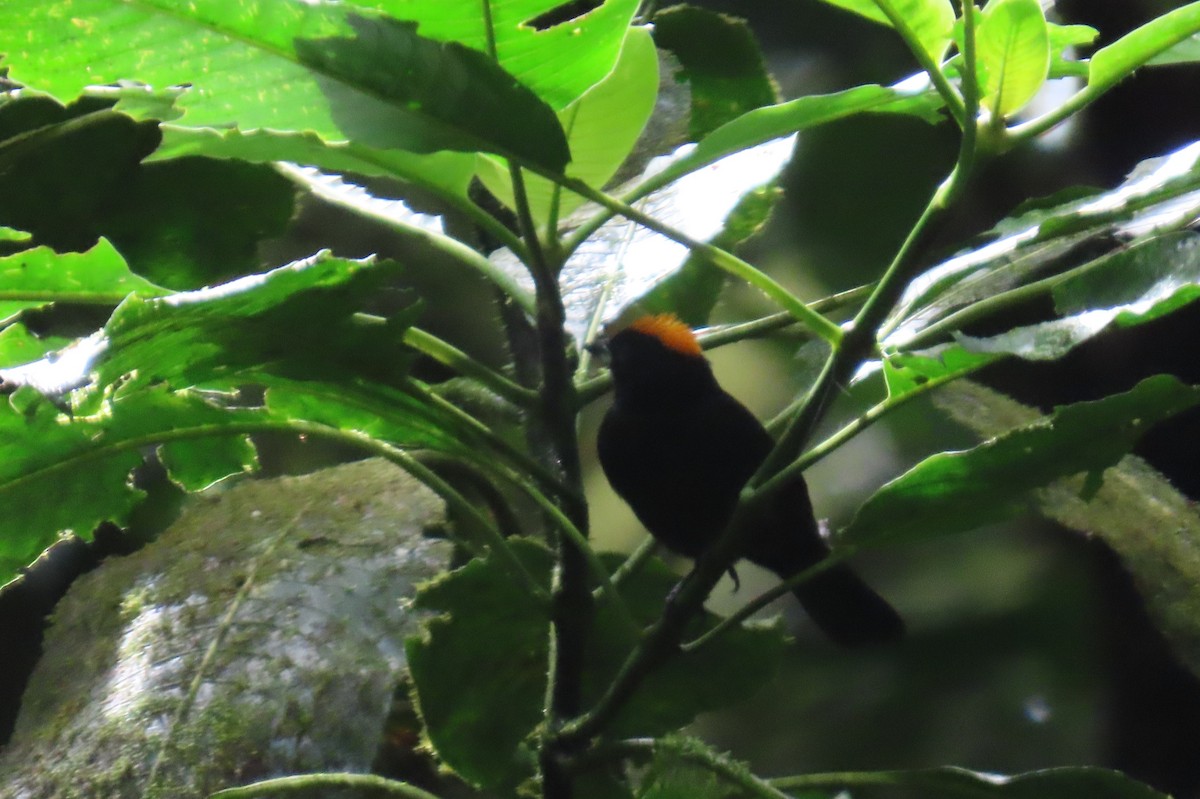 Tawny-crested Tanager - ML613828042