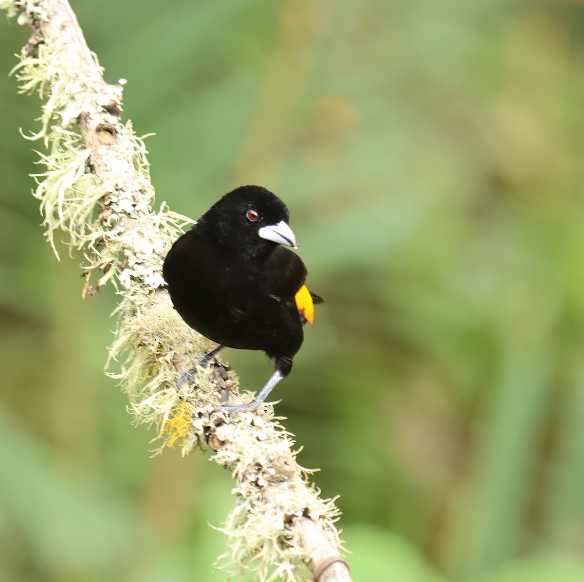 Flame-rumped Tanager (Flame-rumped) - ML613828143