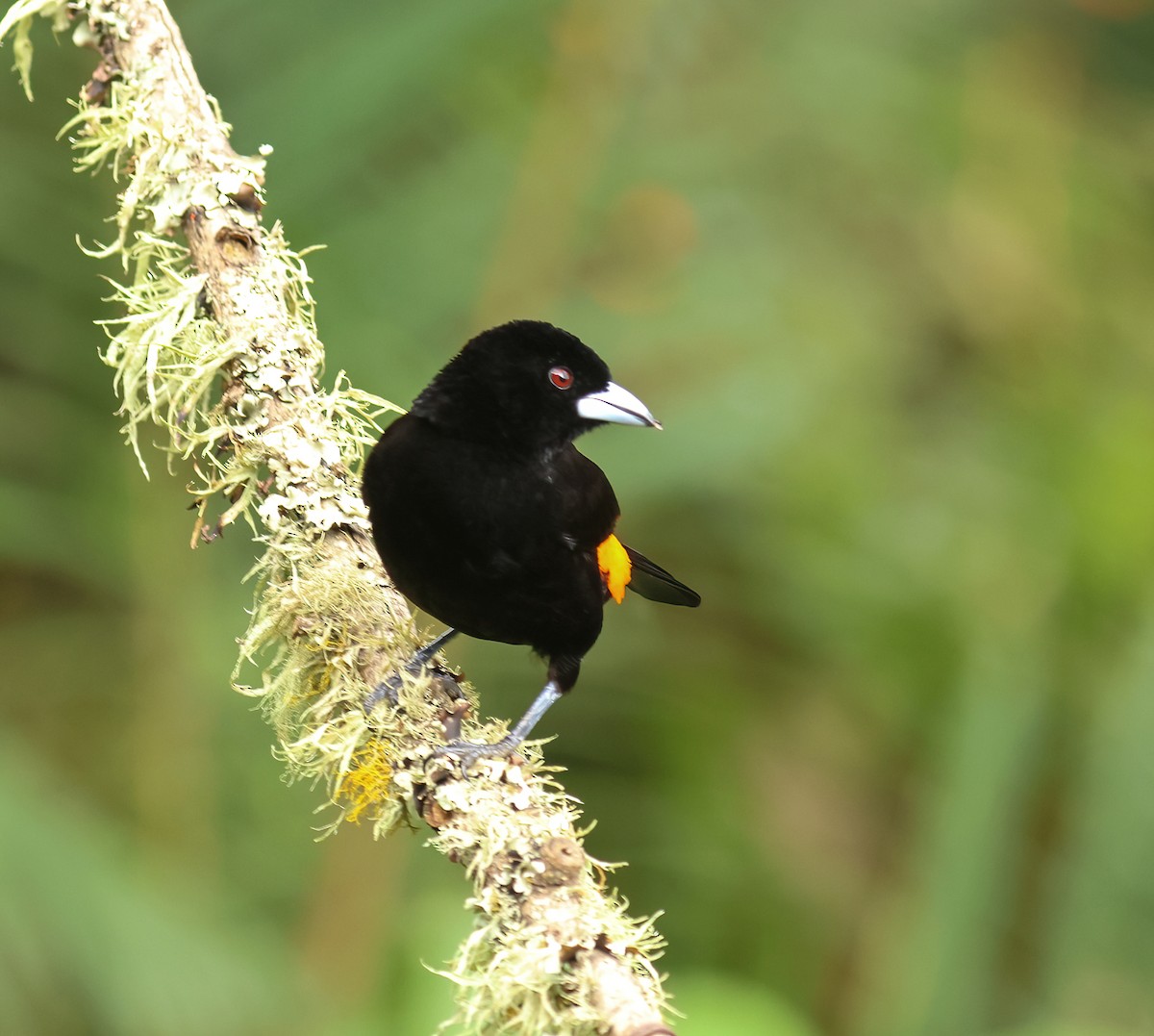 Flame-rumped Tanager (Flame-rumped) - ML613828144