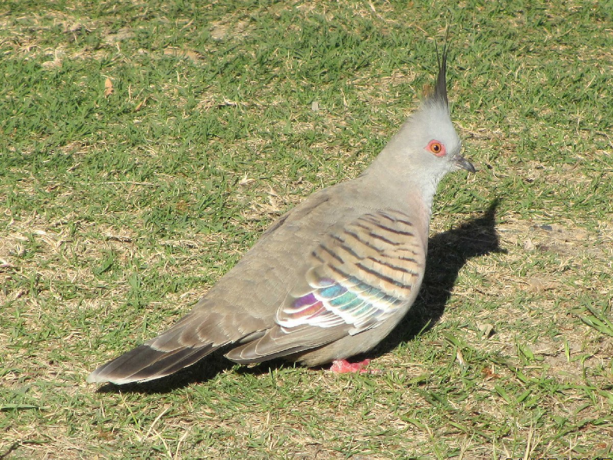 Crested Pigeon - ML613828219