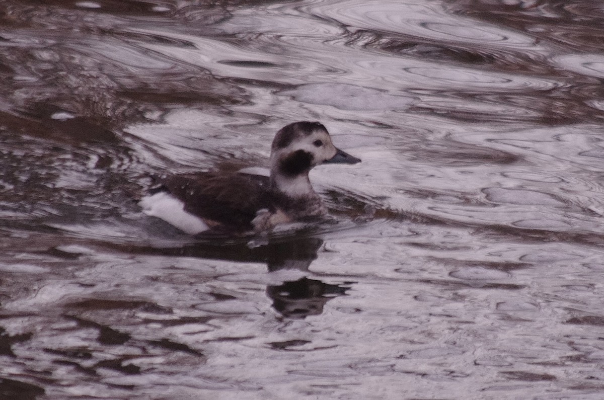 Long-tailed Duck - robert beauchamp