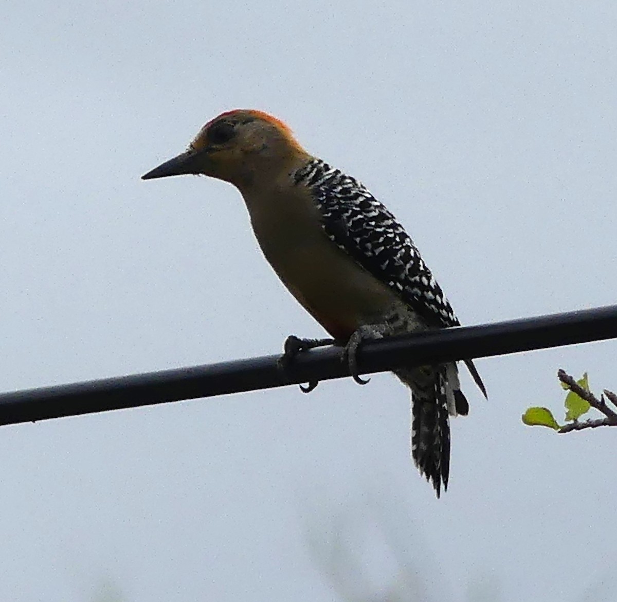 Red-crowned Woodpecker - ML613828414