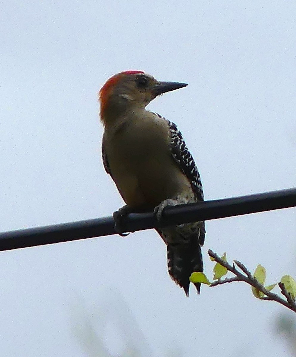 Red-crowned Woodpecker - ML613828415